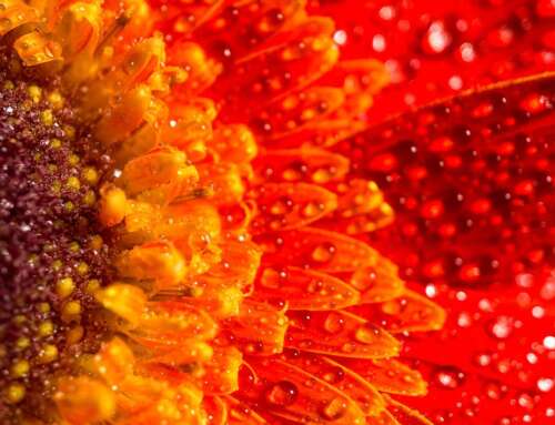 Women’s Guide to Cervical Screening 2026